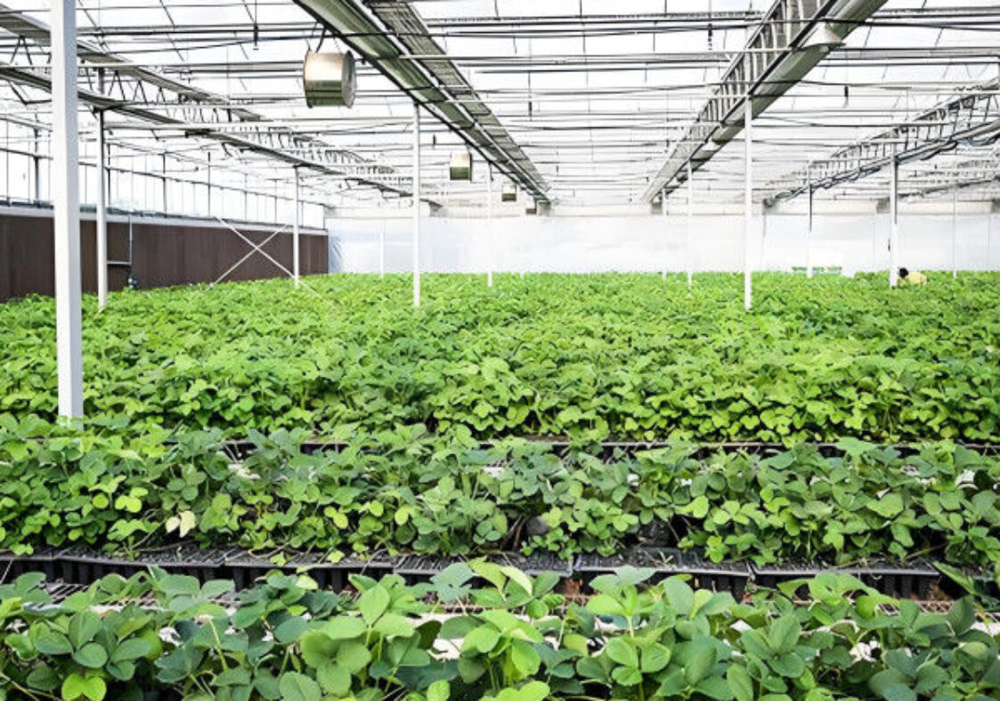 Lettuce Vegetable Growing Smart Greenhouse Farming Greenhouse With Steel Frame