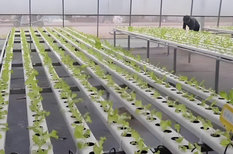 Lettuce Vegetable Growing Smart Greenhouse Farming Greenhouse With Steel Frame