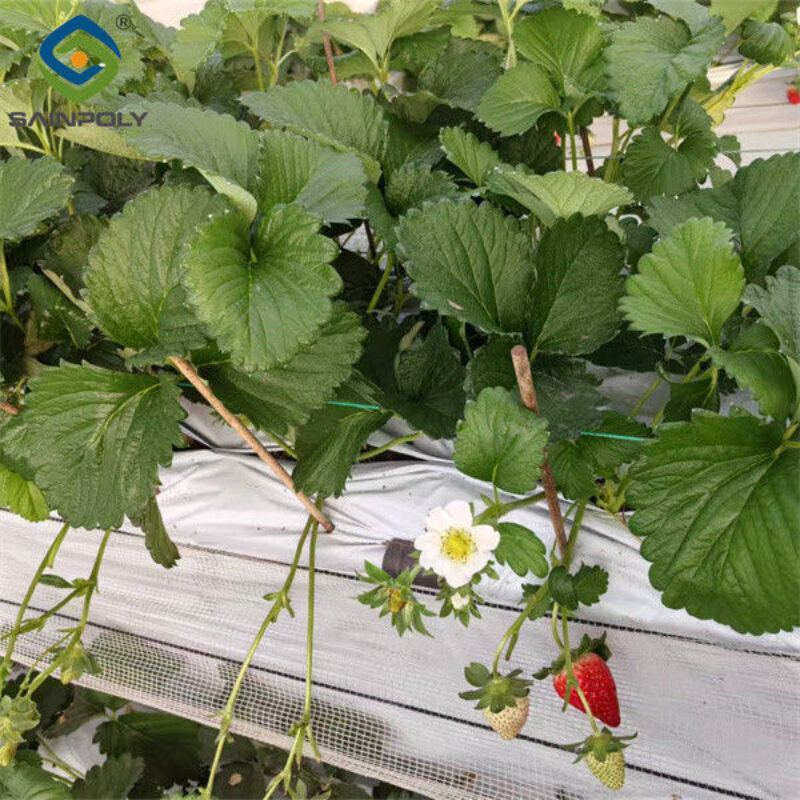 Low Energy Consumption Strawberry Plant Greenhouse Customized 1.1m Height
