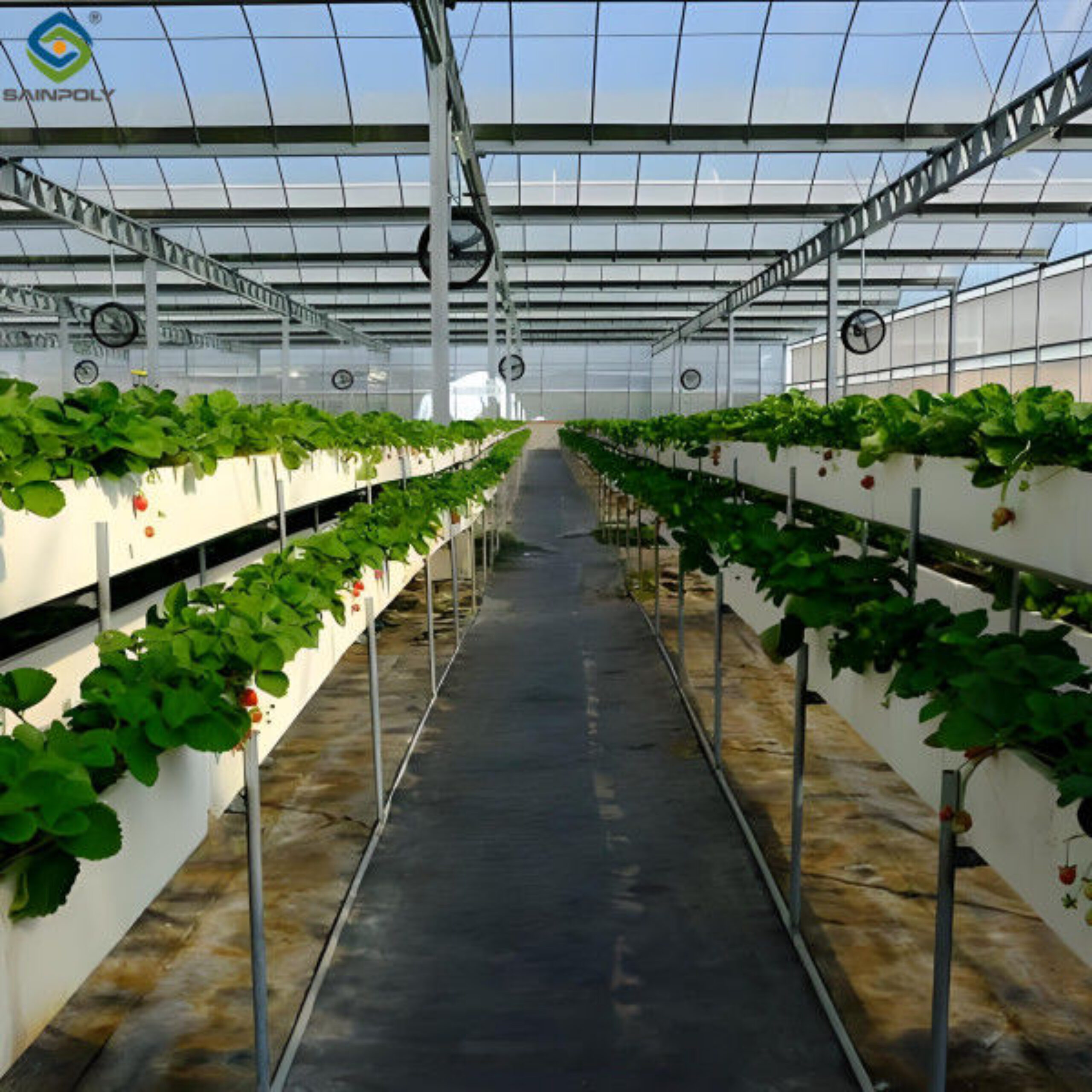 Low Energy Consumption Strawberry Plant Greenhouse Customized 1.1m Height