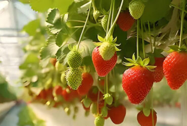 Low Energy Consumption Strawberry Plant Greenhouse Customized 1.1m Height