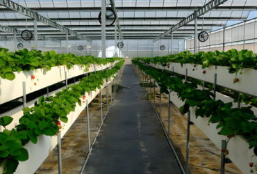 Low Energy Consumption Strawberry Plant Greenhouse Customized 1.1m Height