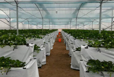 Low Energy Consumption Strawberry Plant Greenhouse Customized 1.1m Height