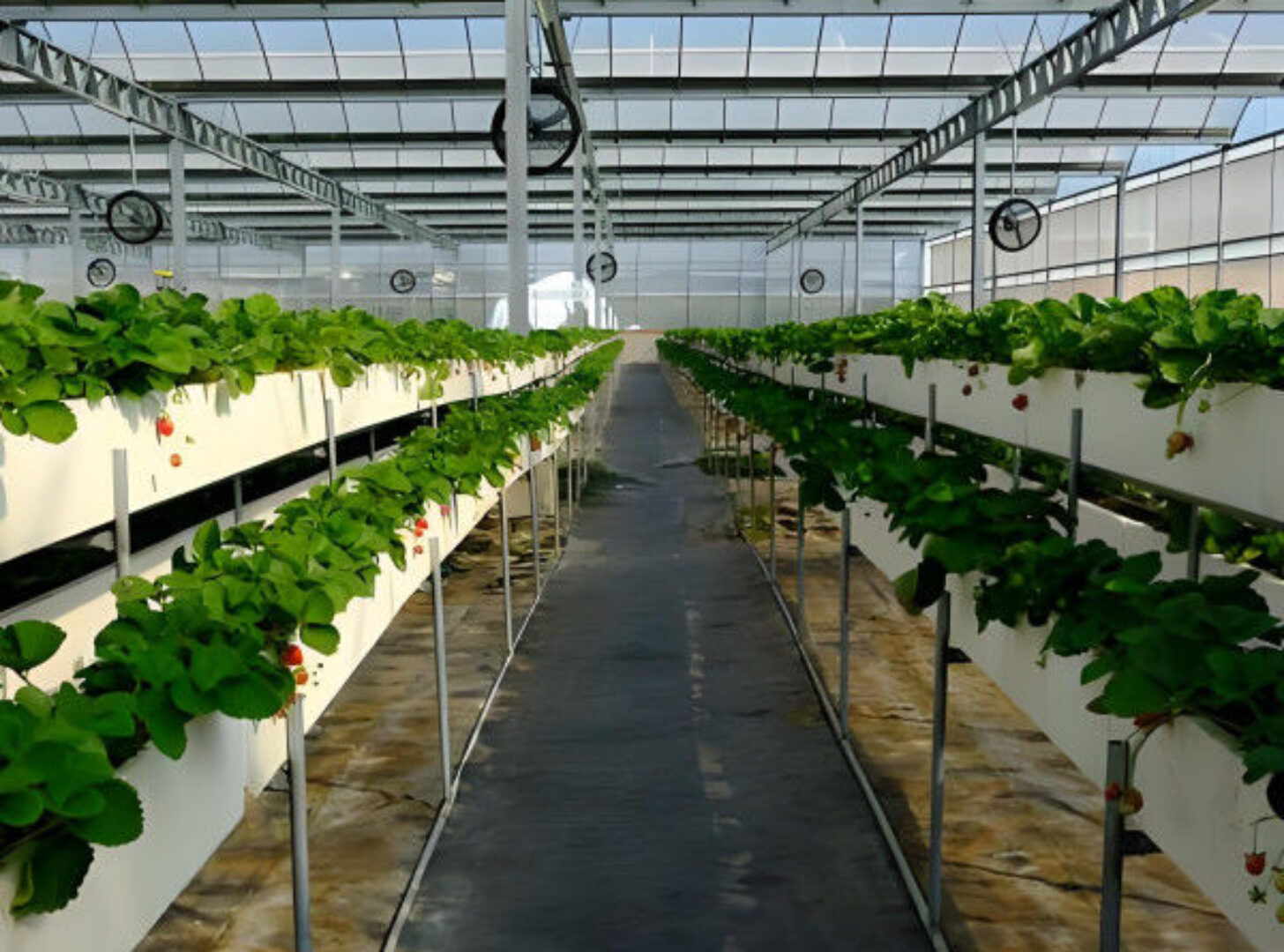 Low Energy Consumption Strawberry Plant Greenhouse Customized 1.1m Height