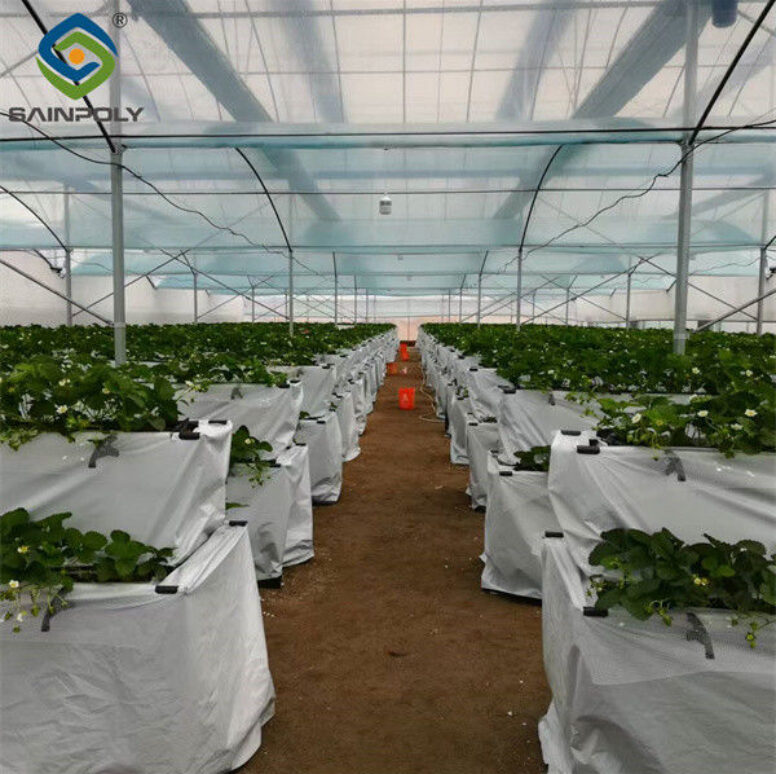 Low Energy Consumption Strawberry Plant Greenhouse Customized 1.1m Height