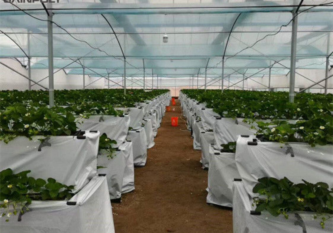 Low Energy Consumption Strawberry Plant Greenhouse Customized 1.1m Height