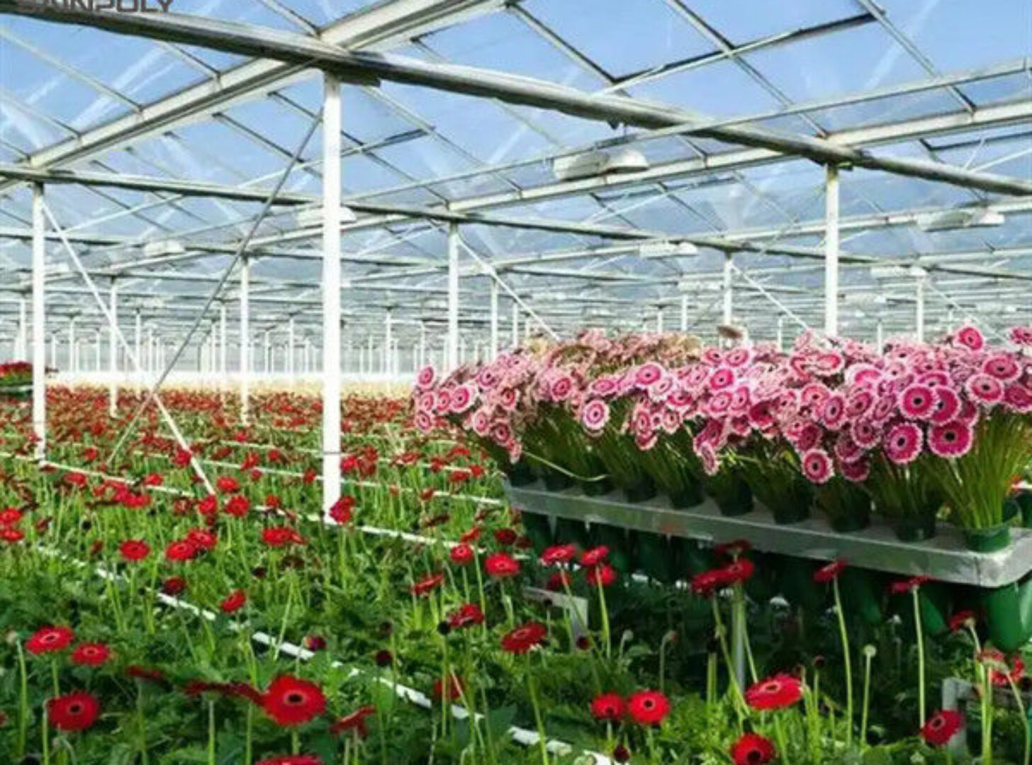 Low Maintenance Commercial Glass Greenhouse With Adjustable Roof Vents