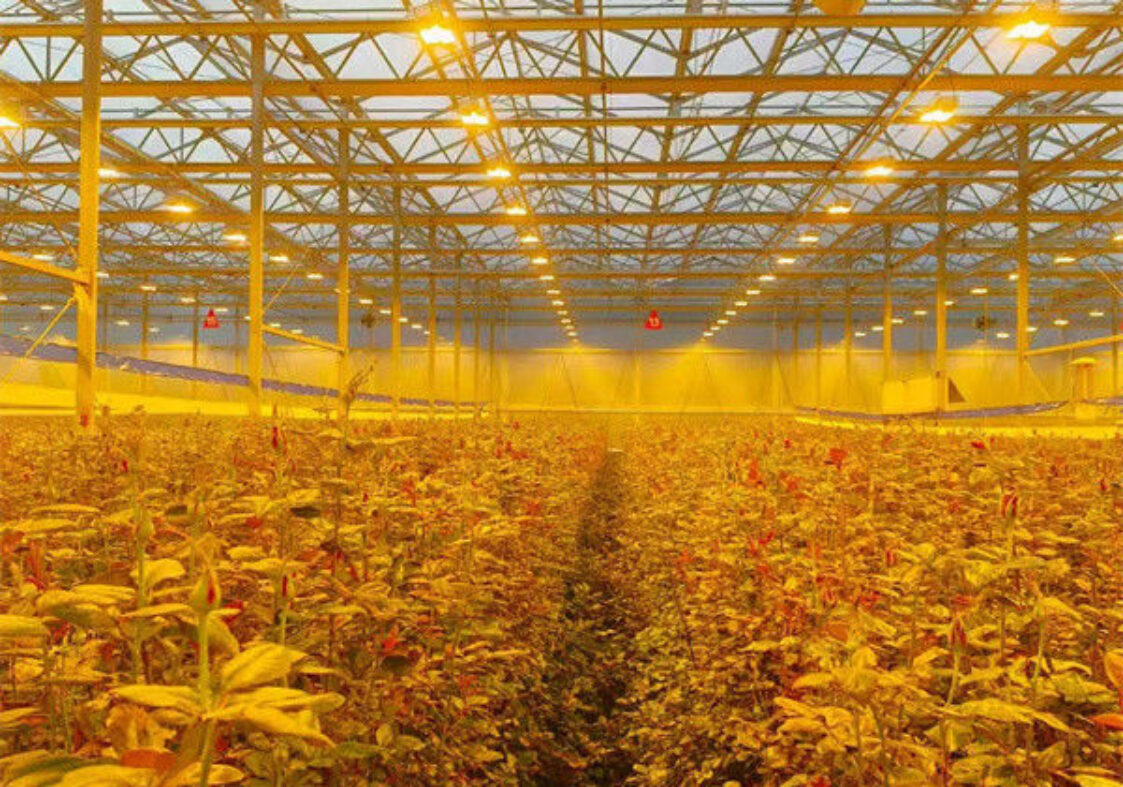 Low Maintenance Commercial Glass Greenhouse With Adjustable Roof Vents