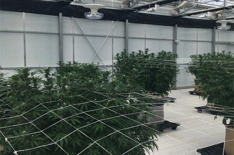 Modern Automated Light Dep Greenhouse For Special Commercial Agriculture