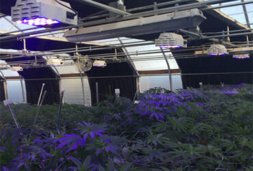 Modern Galvanized Structure Blackout Greenhouse Wind Resistance