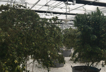 Modern Galvanized Structure Blackout Greenhouse Wind Resistance