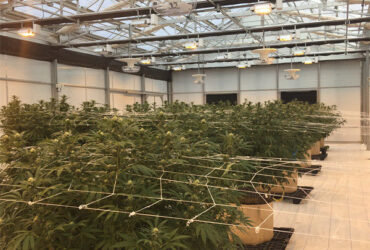 Modern Galvanized Structure Blackout Greenhouse Wind Resistance
