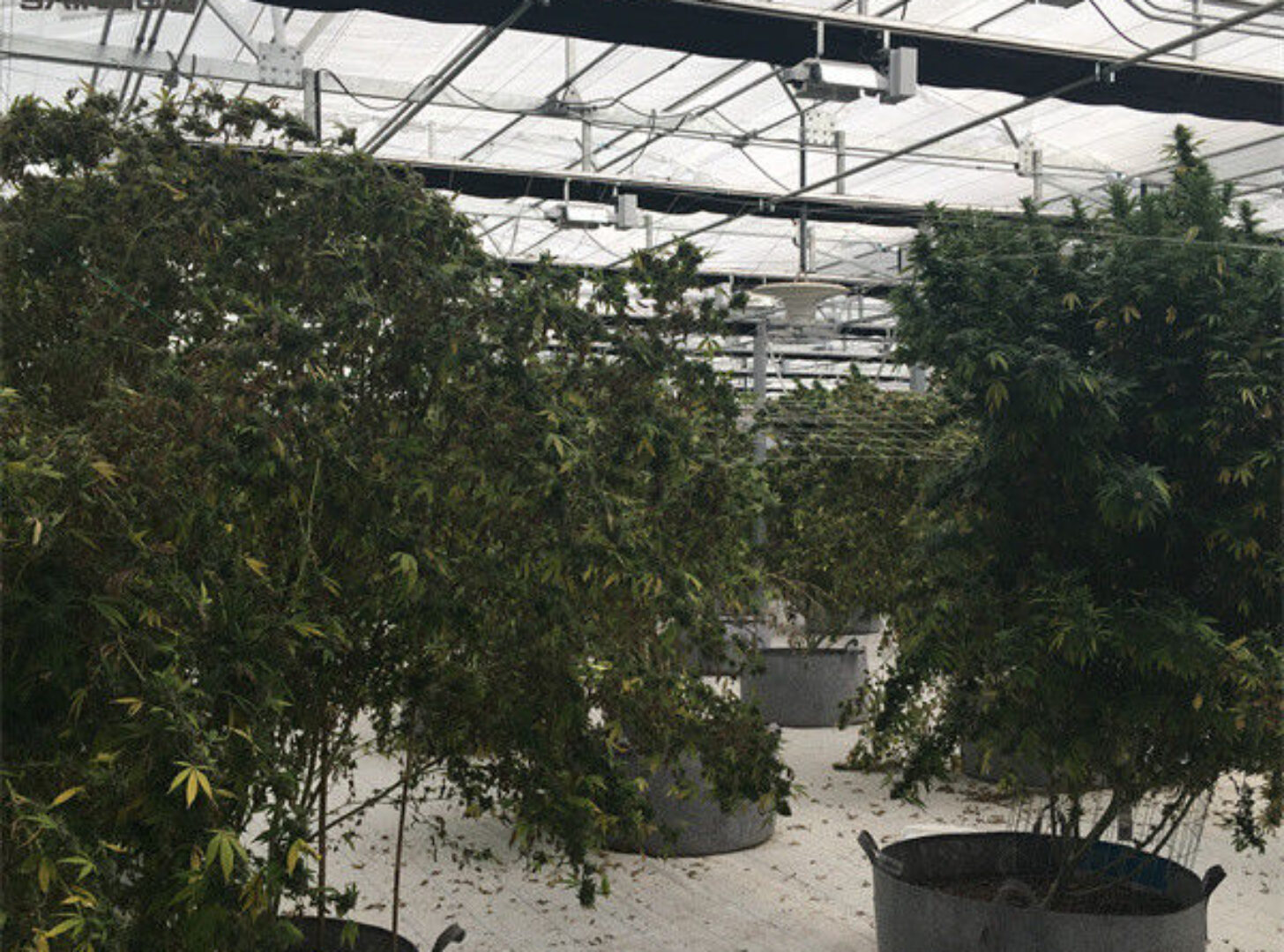 Modern Galvanized Structure Blackout Greenhouse Wind Resistance