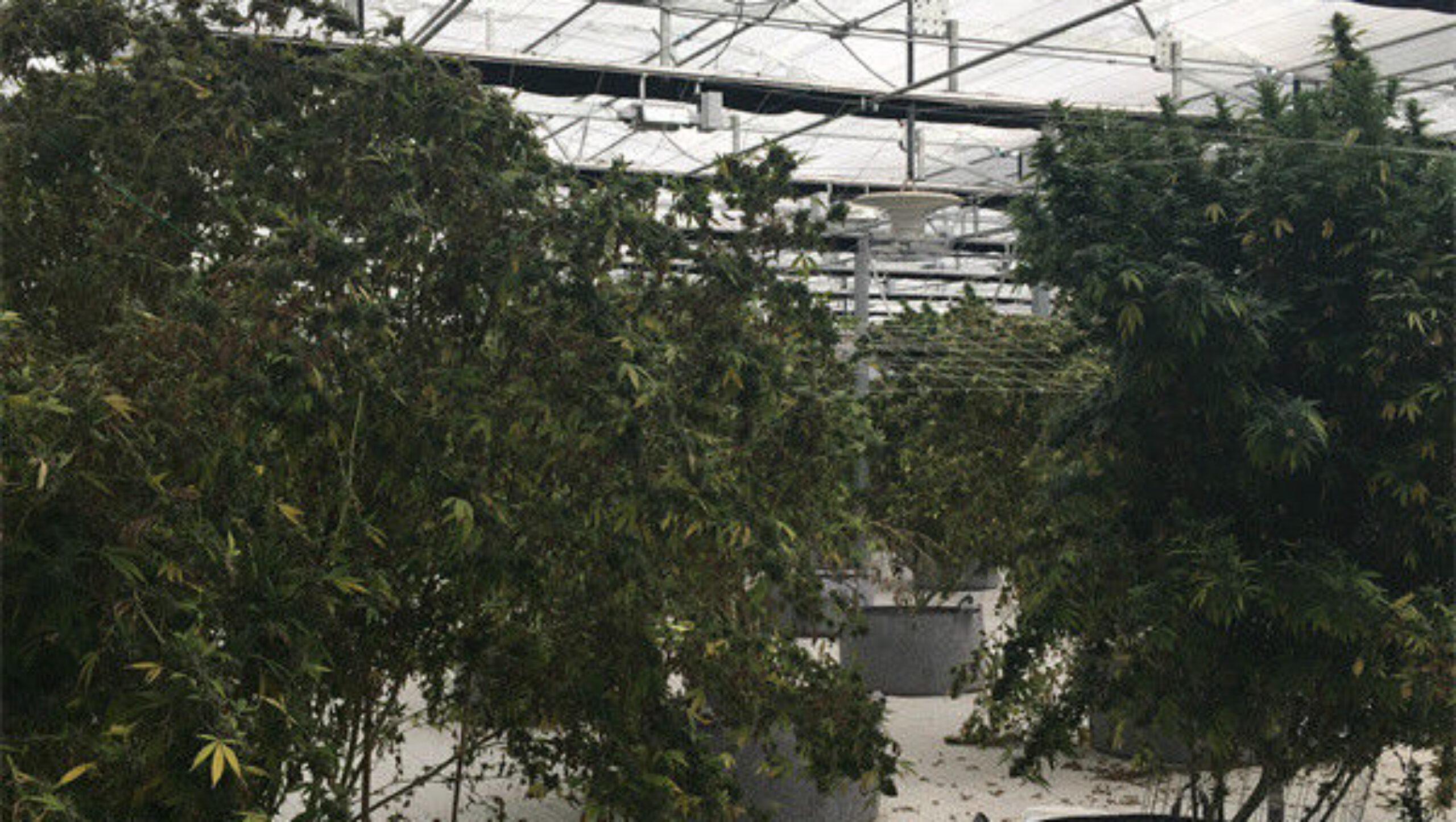 Modern Galvanized Structure Blackout Greenhouse Wind Resistance