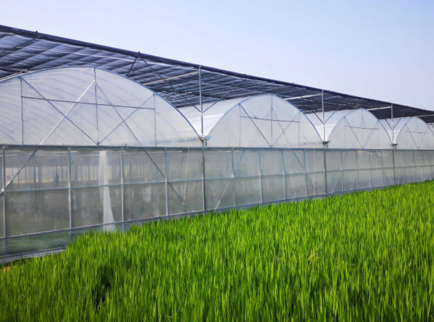 Modern Multi-span Plastic Film Greenhouse Frame Structure For Commercial Agriculture