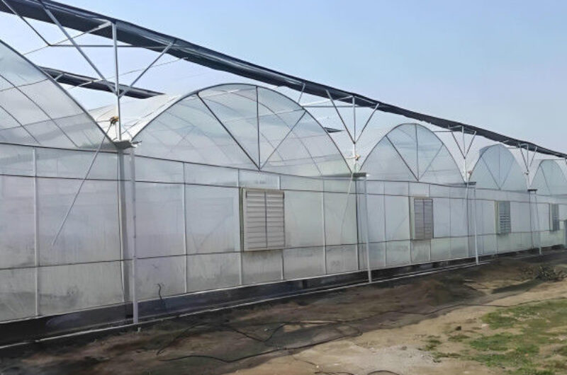 Modern Multi-span Plastic Film Greenhouse Frame Structure For Commercial Agriculture