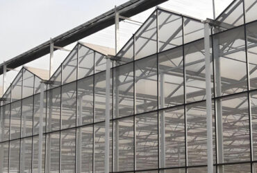 Modern Venlo Greenhouse Farming Commercial Glass Greenhouse With Steel Frame
