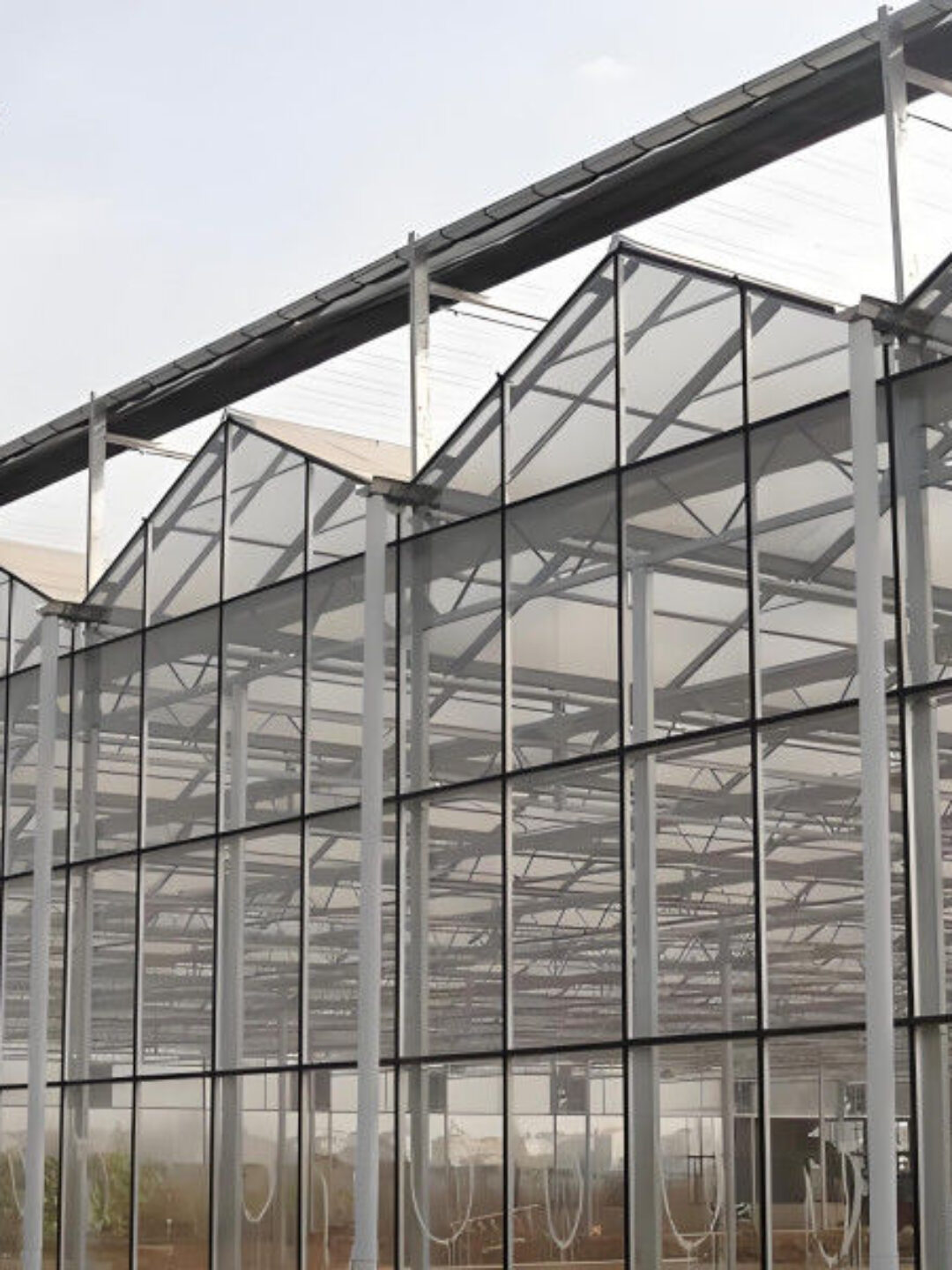 Modern Venlo Greenhouse Farming Commercial Glass Greenhouse With Steel Frame