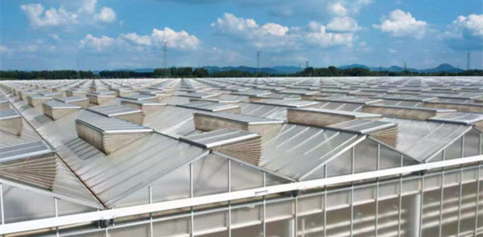 Multi Span Agricultural Polycarbonate Green House Venlo Style Greenhouse