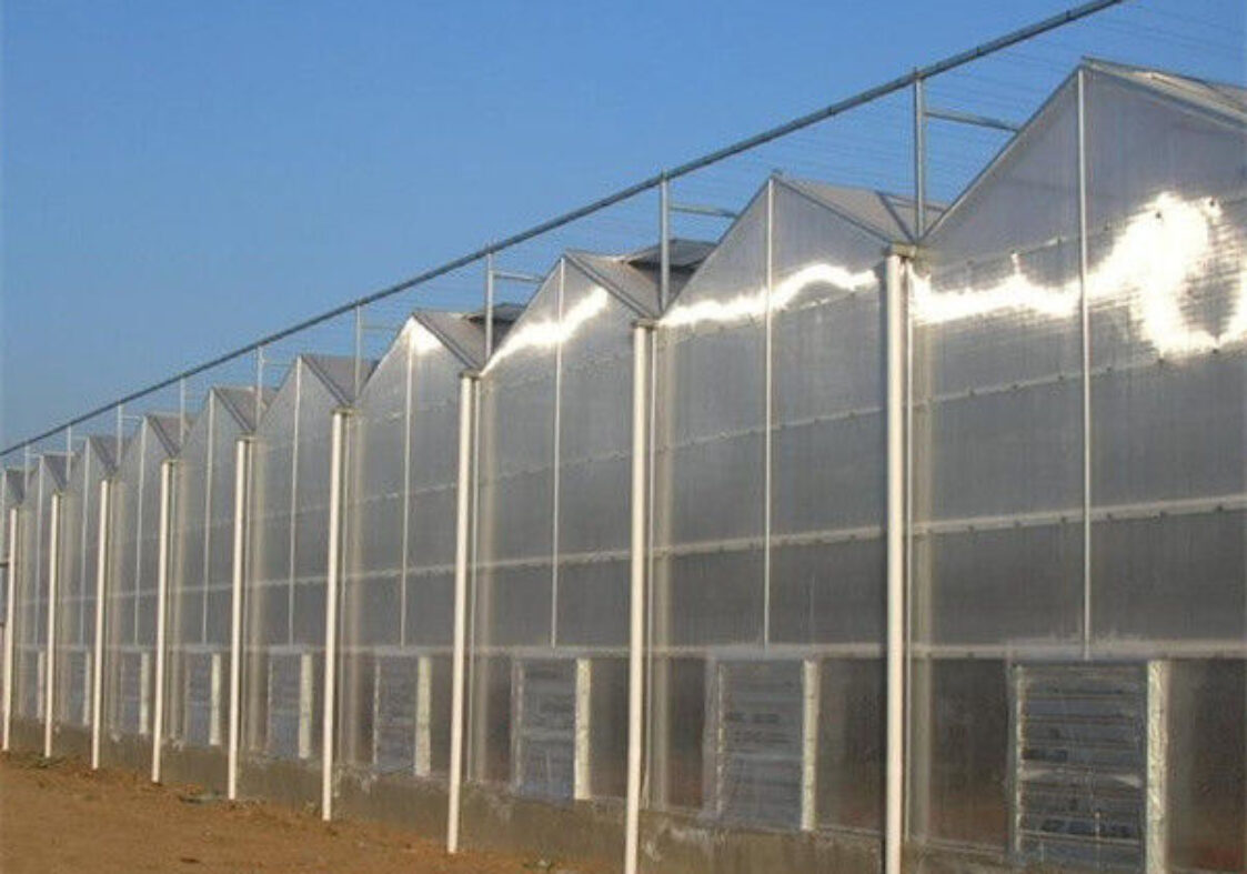 Multi Span Agricultural Polycarbonate Green House Venlo Style Greenhouse