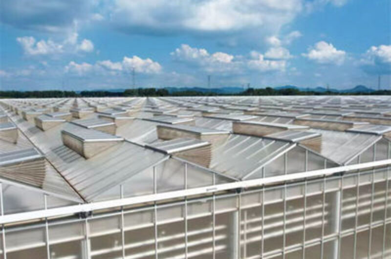 Multi Span Agricultural Polycarbonate Green House Venlo Style Greenhouse