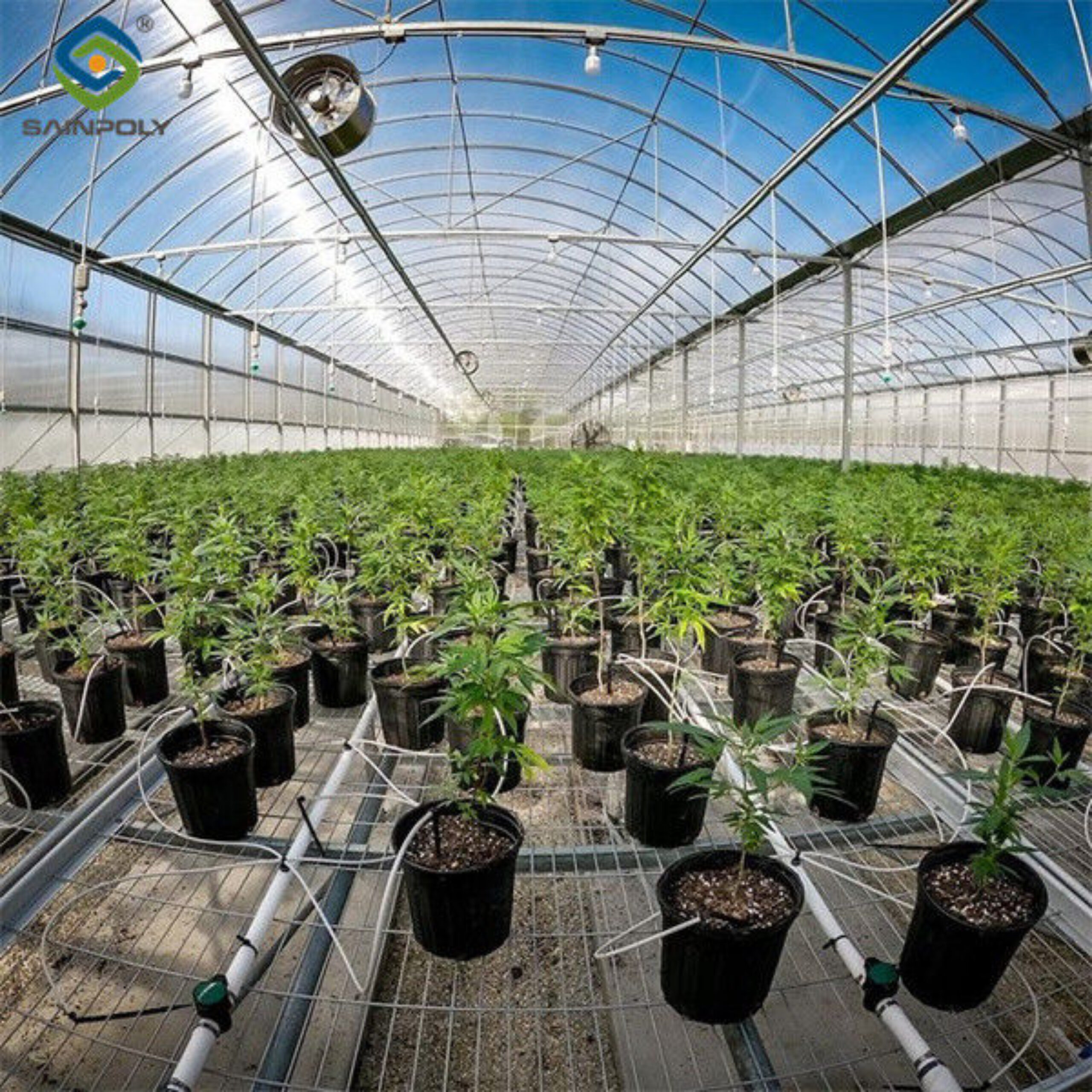 Multi Span Arch Roof Polycarbonate Greenhouse With Intelligent Systems