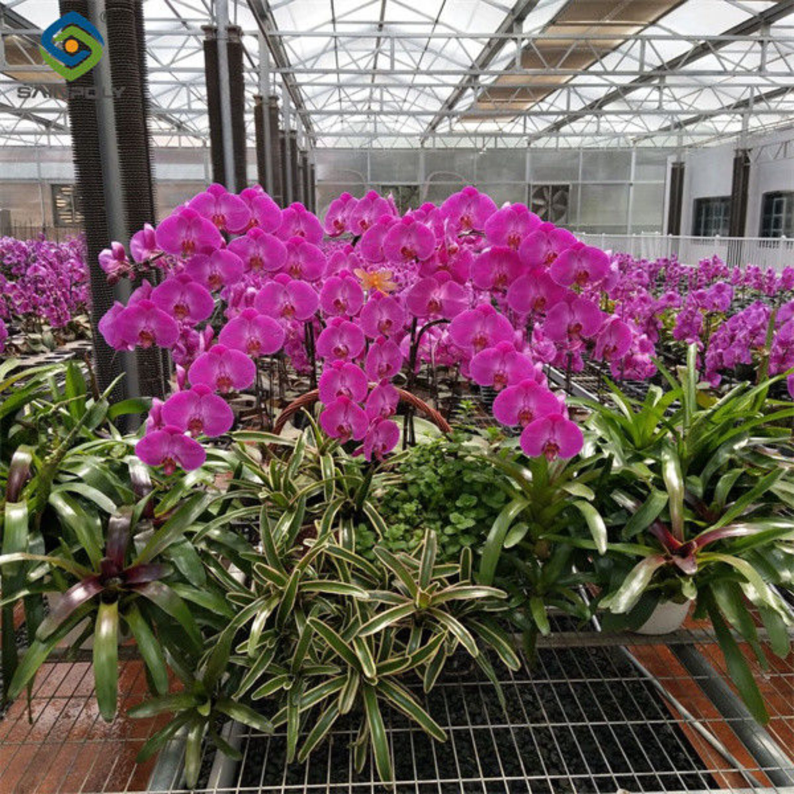 Multi Span Arch Roof Polycarbonate Greenhouse With Intelligent Systems