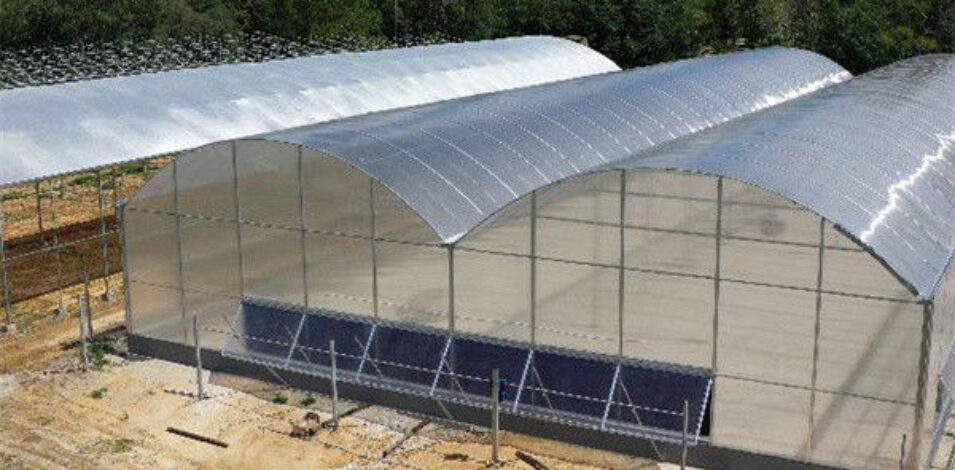 Multi Span Arch Roof Polycarbonate Greenhouse With Intelligent Systems