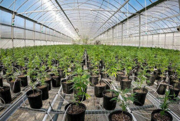 Multi Span Arch Roof Polycarbonate Greenhouse With Intelligent Systems