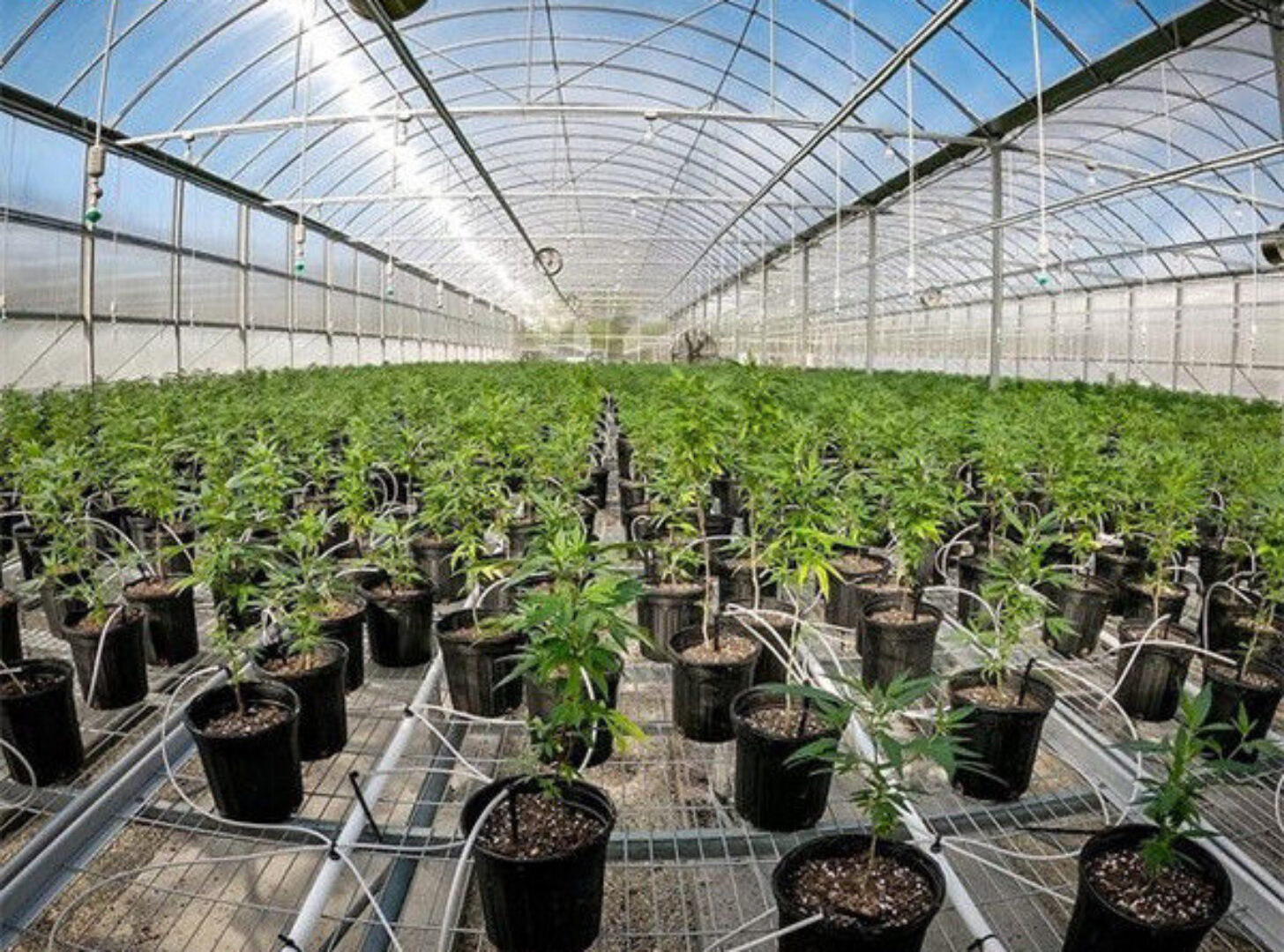 Multi Span Arch Roof Polycarbonate Greenhouse With Intelligent Systems