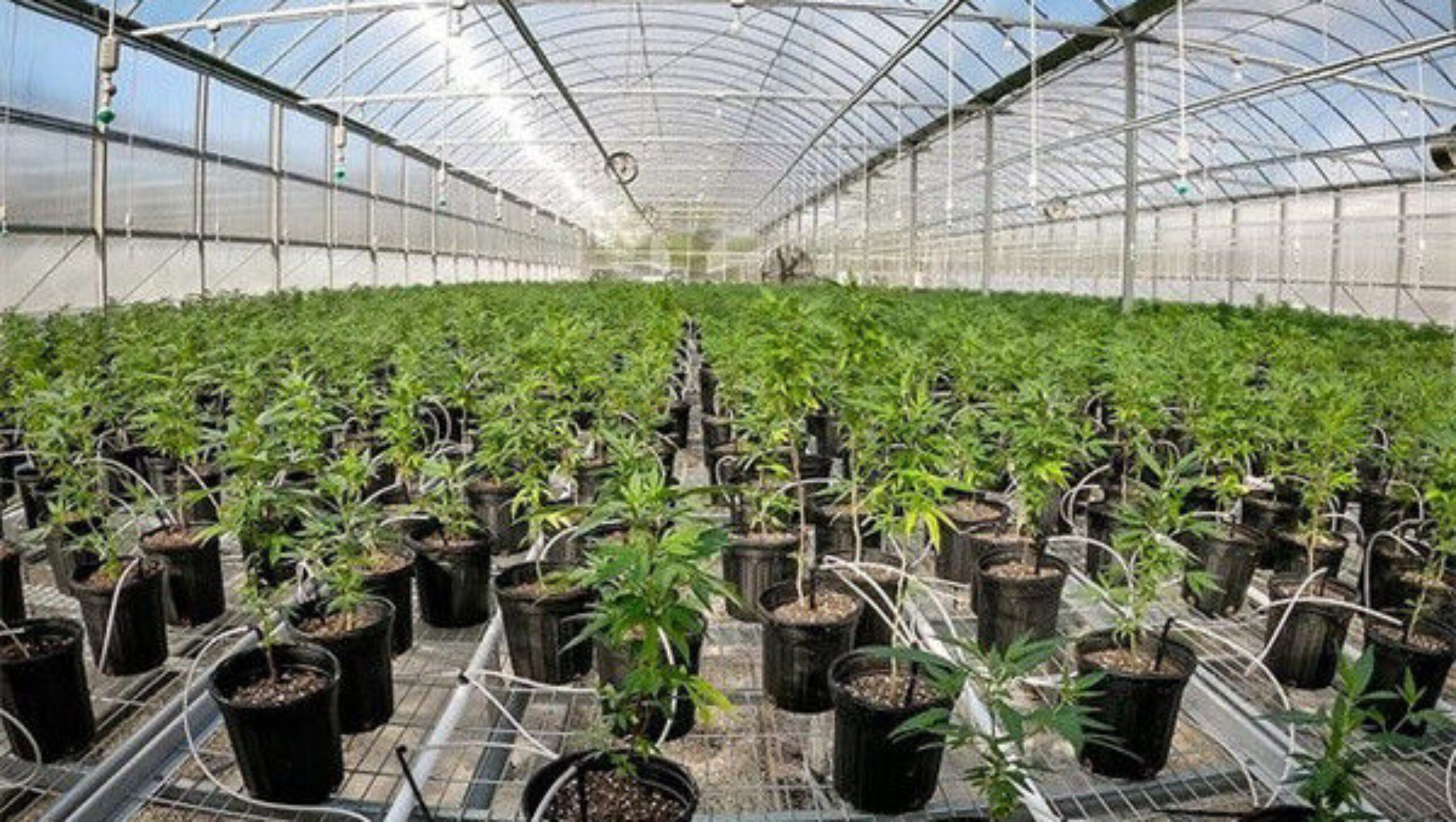 Multi Span Arch Roof Polycarbonate Greenhouse With Intelligent Systems