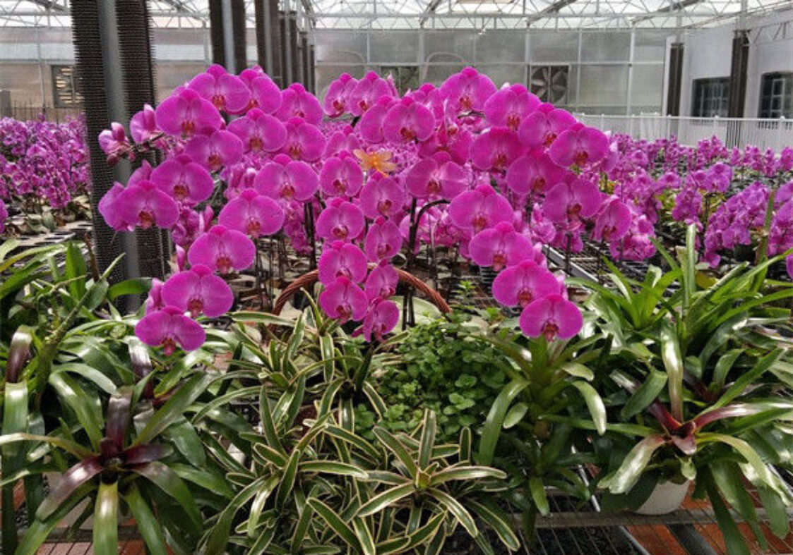 Multi Span Arch Roof Polycarbonate Greenhouse With Intelligent Systems