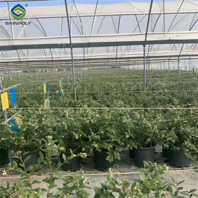 Multi Span Blueberry Planting Fruit Growing Greenhouse With Irrigation System
