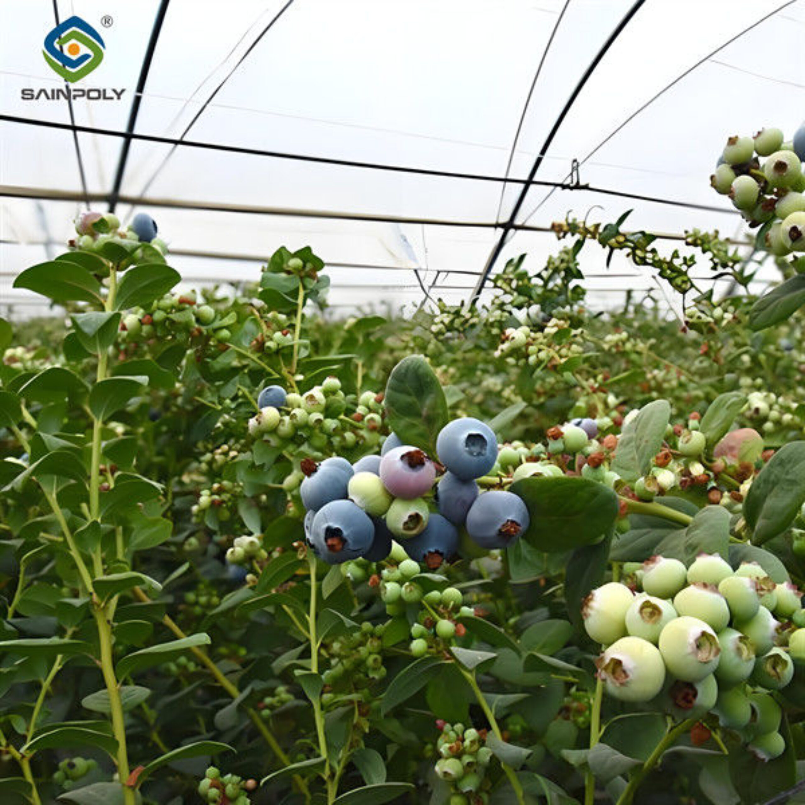 Multi Span Blueberry Planting Fruit Growing Greenhouse With Irrigation System