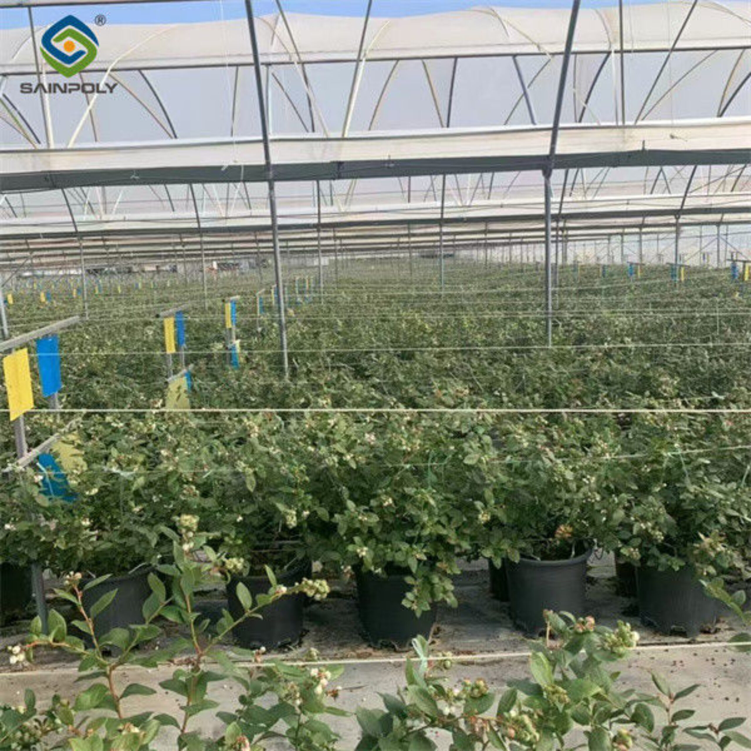 Multi Span Blueberry Planting Fruit Growing Greenhouse With Irrigation System