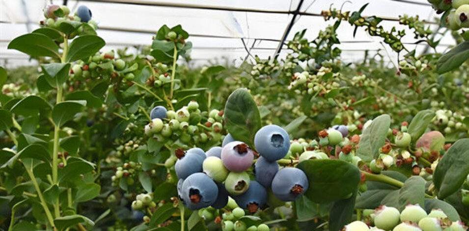 Multi Span Blueberry Planting Fruit Growing Greenhouse With Irrigation System