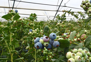 Multi Span Blueberry Planting Fruit Growing Greenhouse With Irrigation System