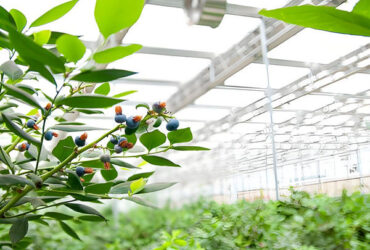 Multi Span Blueberry Planting Fruit Growing Greenhouse With Irrigation System