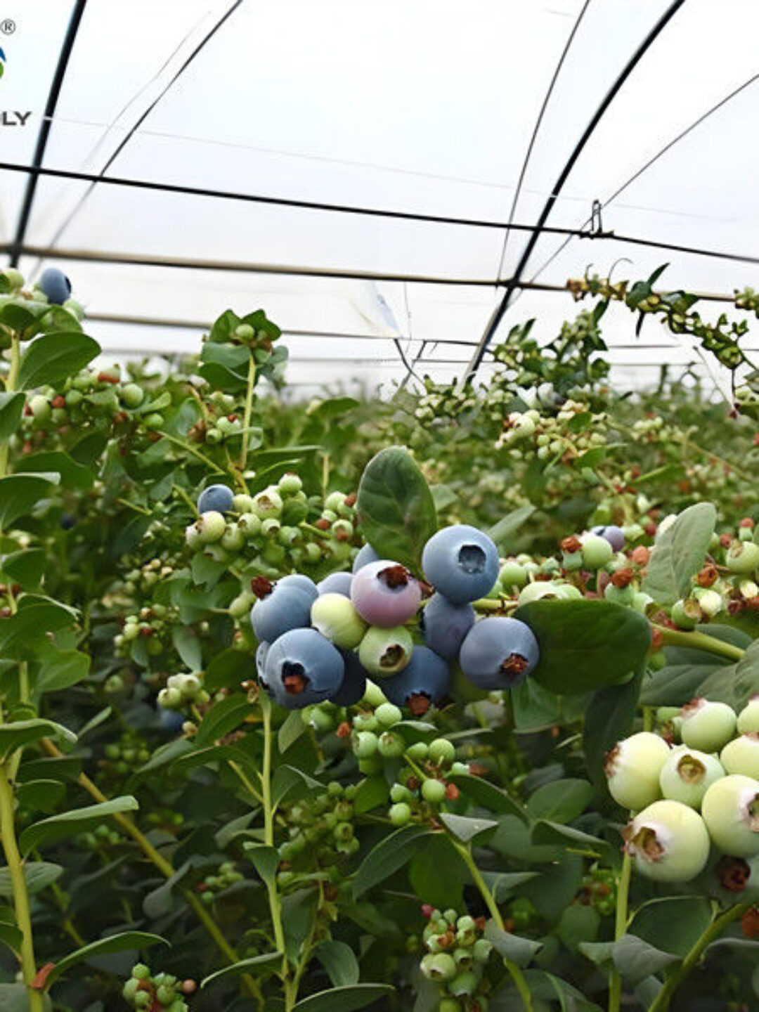 Multi Span Blueberry Planting Fruit Growing Greenhouse With Irrigation System