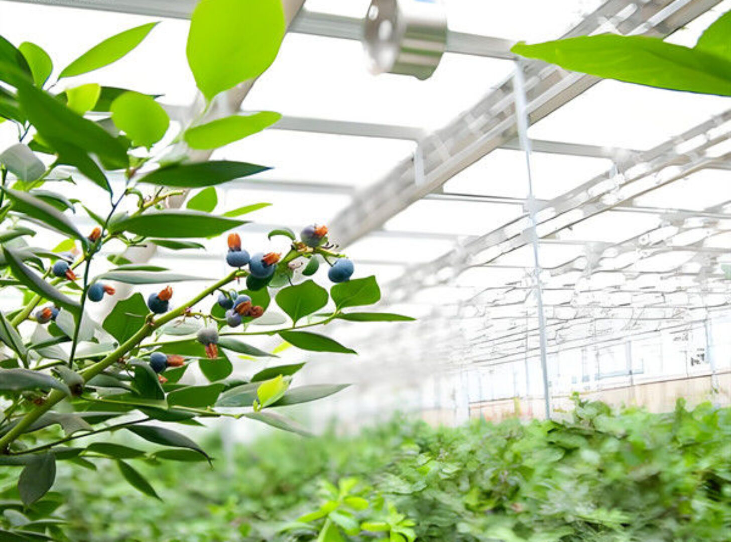 Multi Span Blueberry Planting Fruit Growing Greenhouse With Irrigation System