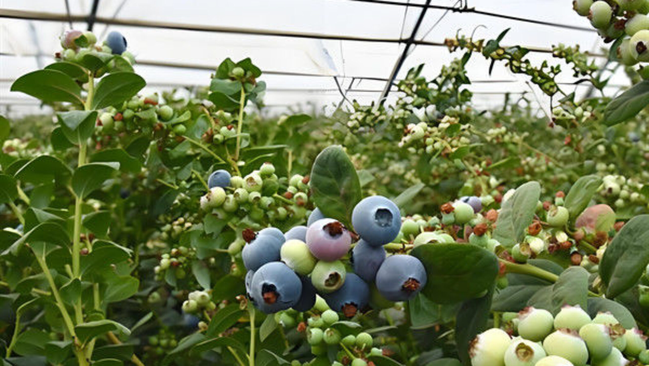 Multi Span Blueberry Planting Fruit Growing Greenhouse With Irrigation System