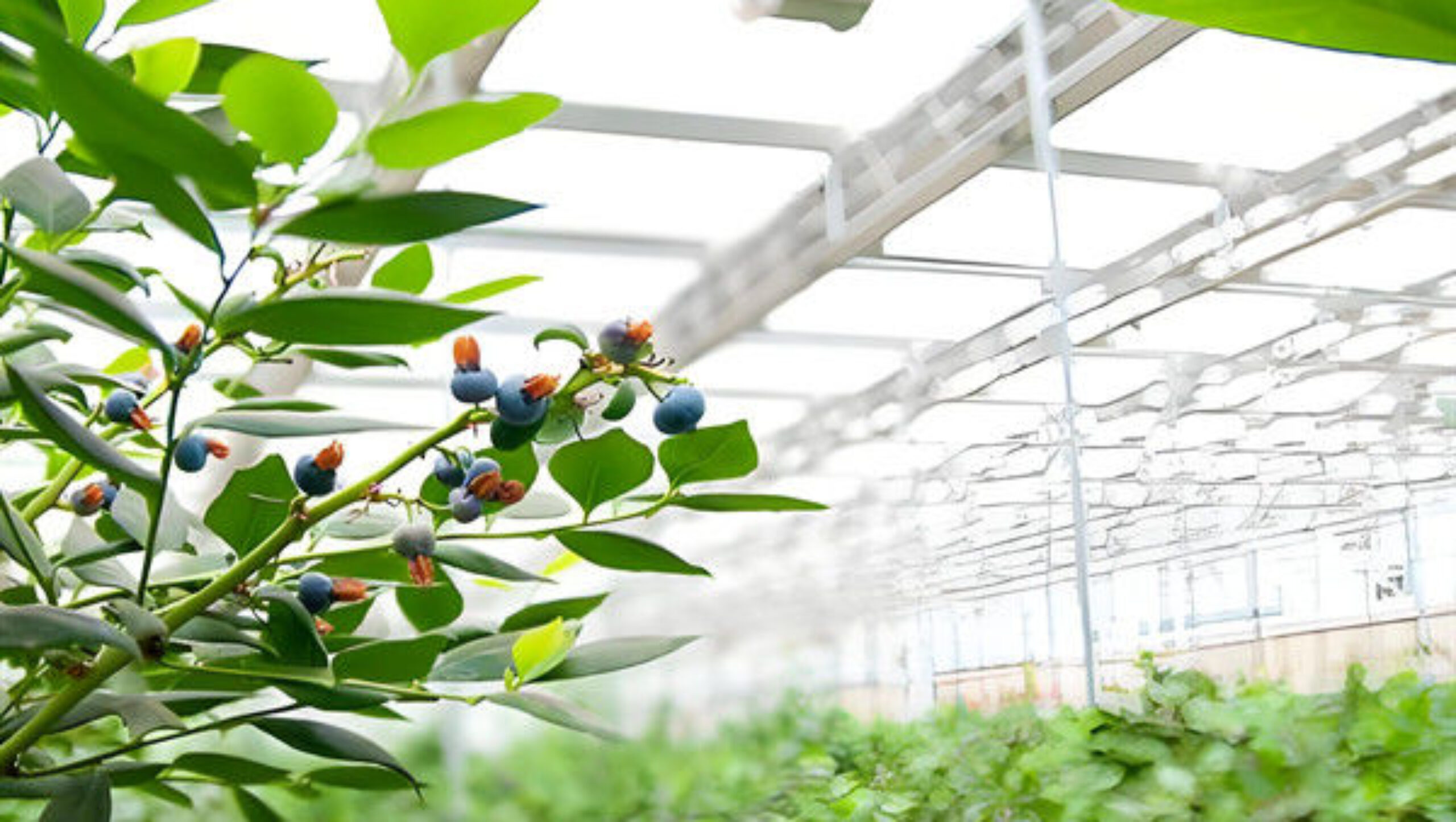 Multi Span Blueberry Planting Fruit Growing Greenhouse With Irrigation System