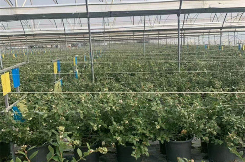 Multi Span Blueberry Planting Fruit Growing Greenhouse With Irrigation System