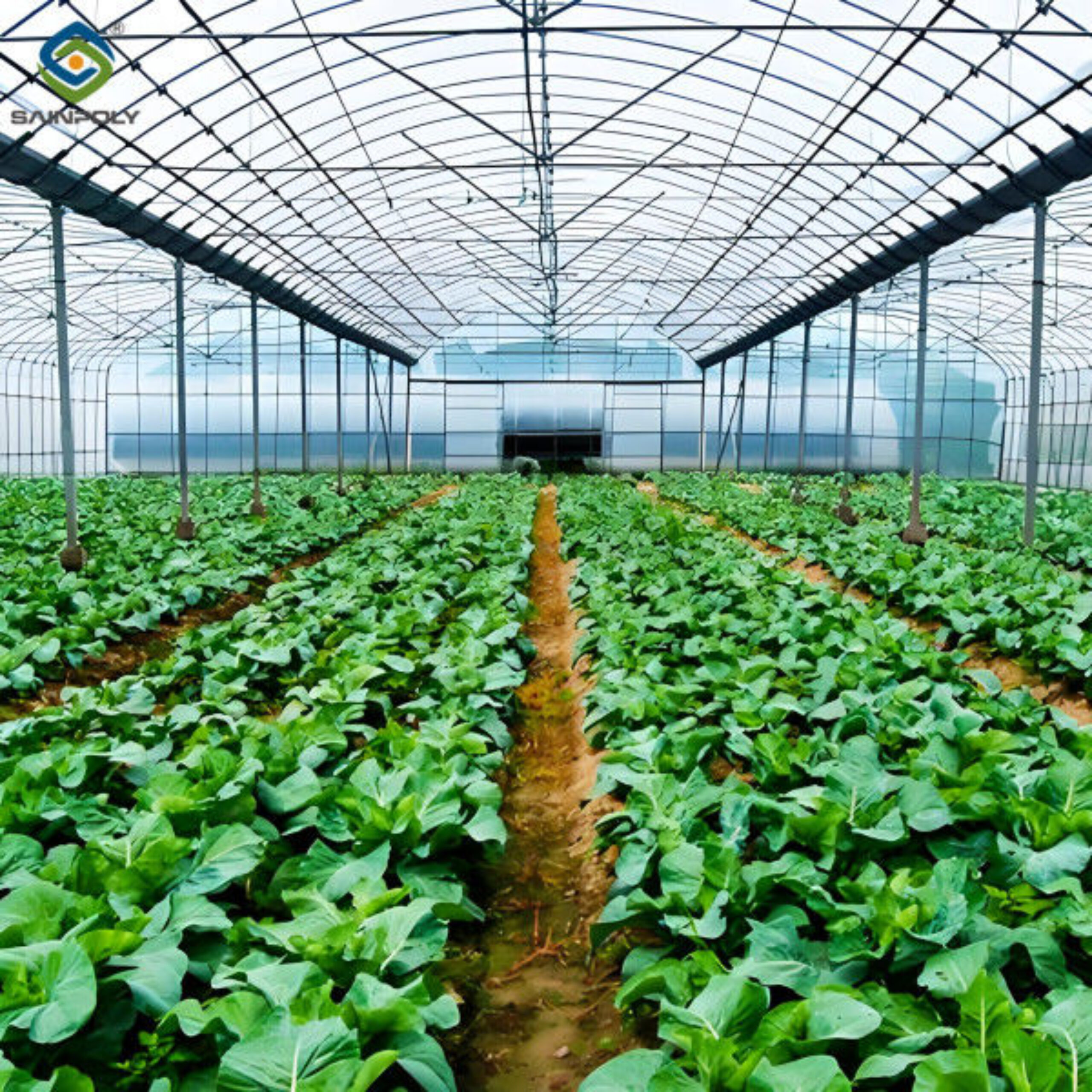 Multi Span Commercial Agriculture Film Greenhouses For Tomatoes Cucumber