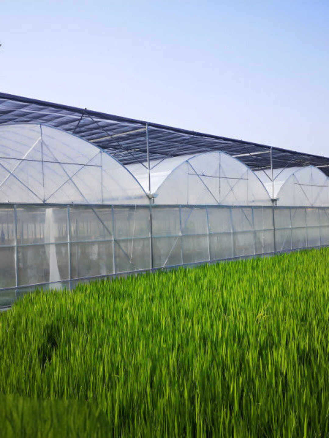 Multi Span Commercial Agriculture Film Greenhouses For Tomatoes Cucumber