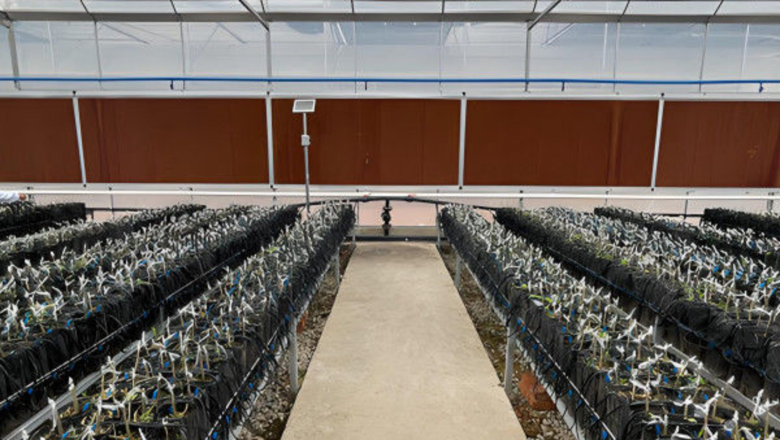 Multi Span Commercial Agriculture Film Greenhouses For Tomatoes Cucumber