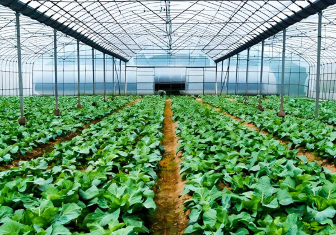 Multi Span Commercial Agriculture Film Greenhouses For Tomatoes Cucumber