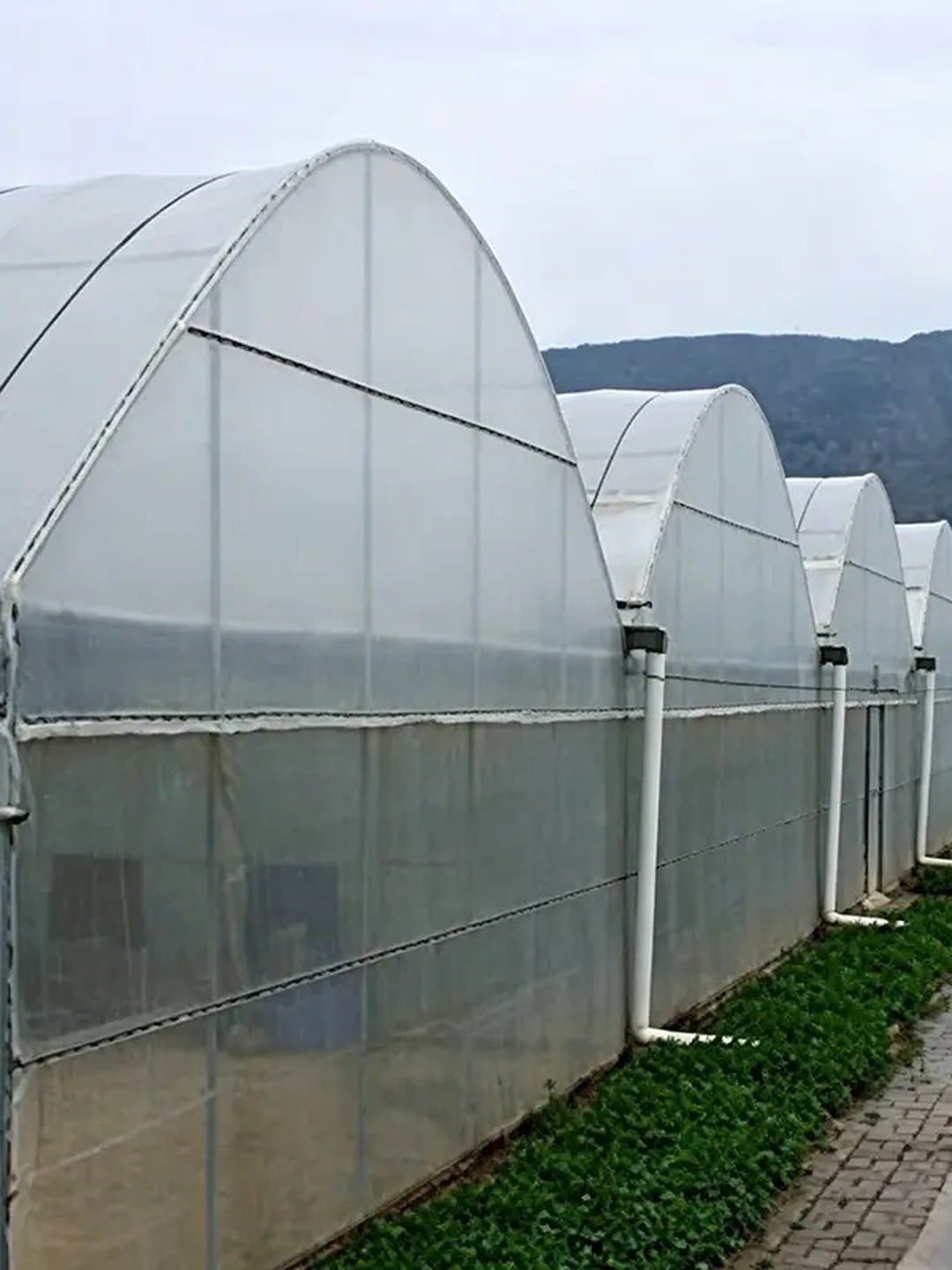 Smart multi-span greenhouse description-1