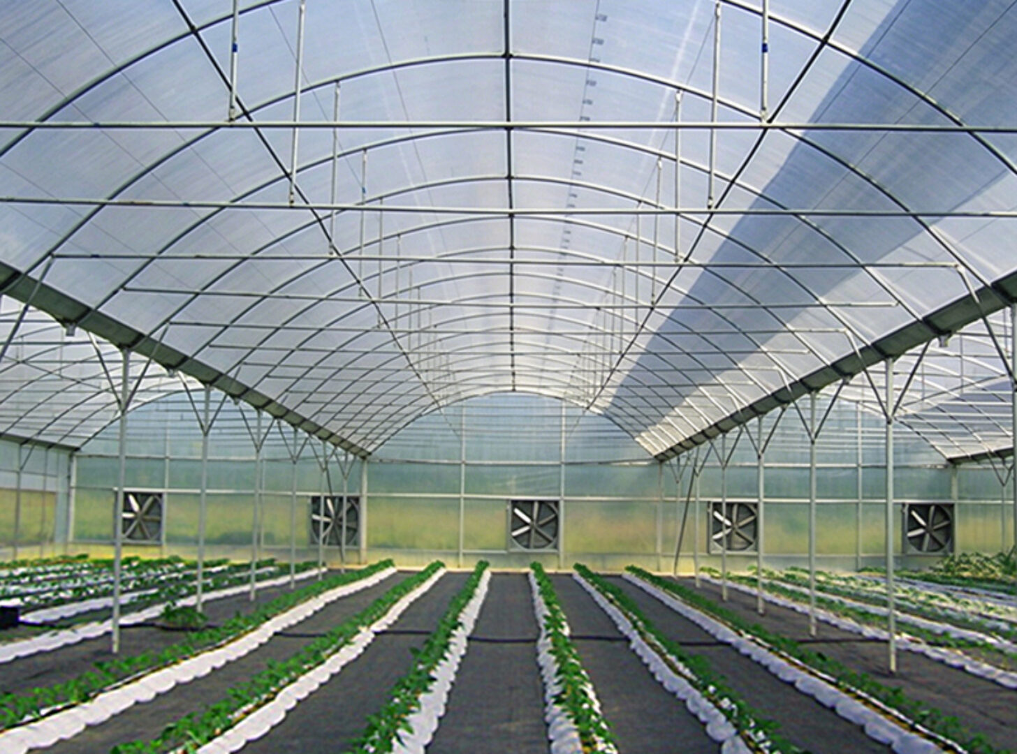 Multi-Span Greenhouse with Climate Control and Integrated Fertigation