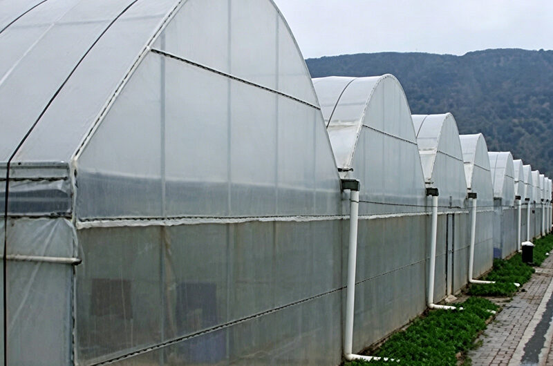 Multi-Span Greenhouse with Climate Control and Integrated Fertigation
